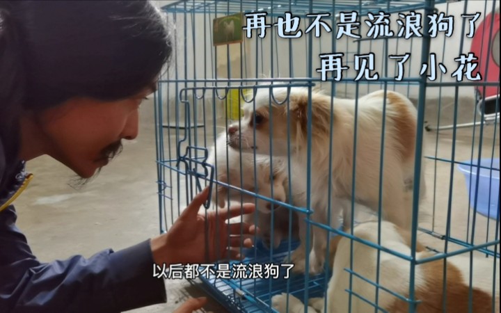 把小花交给新主人，流浪三年的流浪客和流浪狗要互相告别了