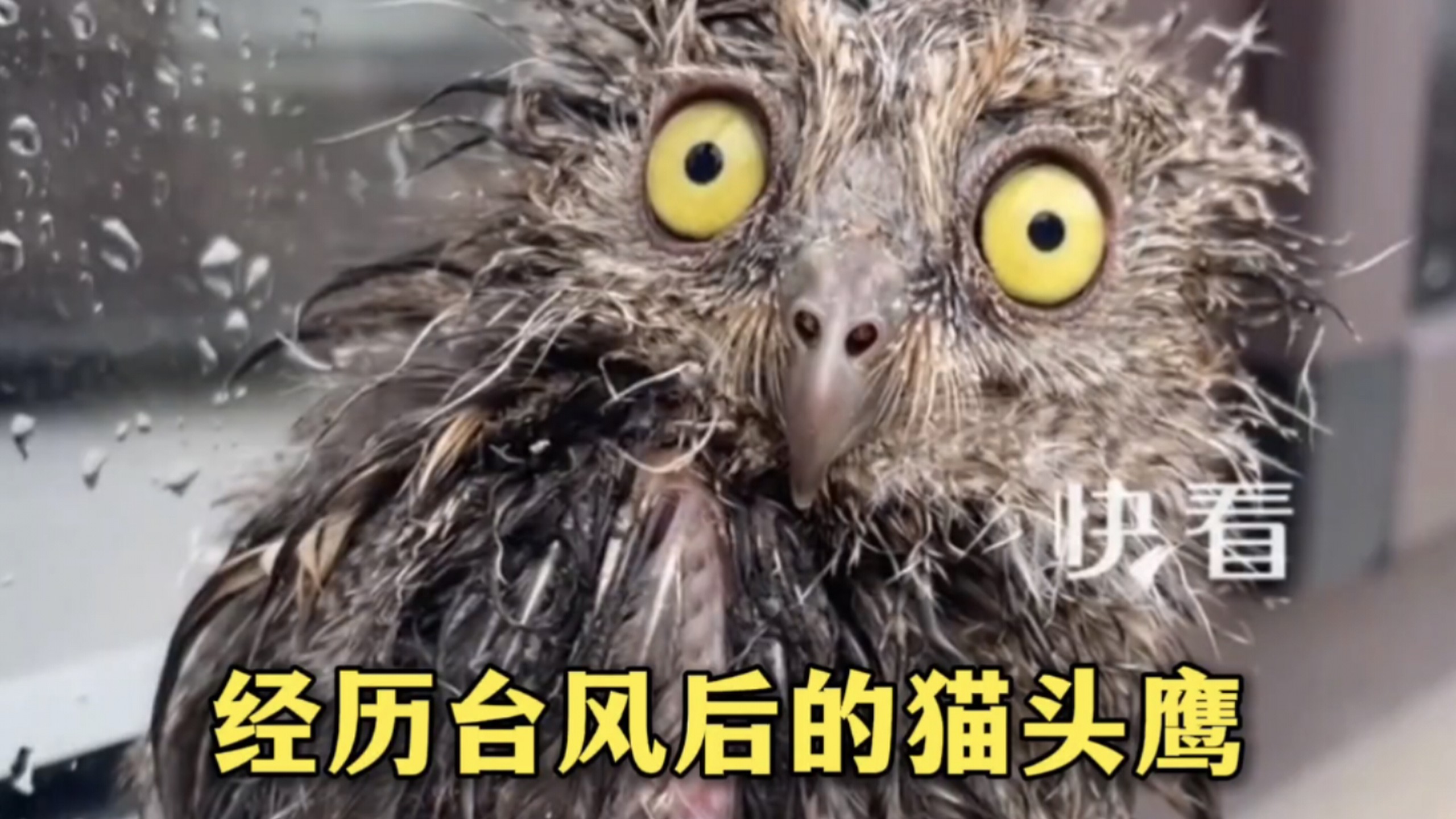 经历台风后的猫头鹰，网友：又潦草又呆萌