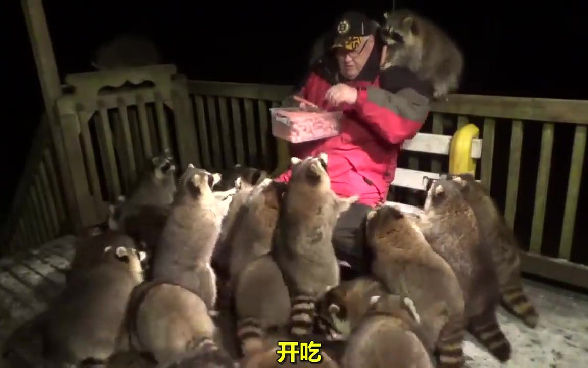 20多只浣熊堵门讨吃的...