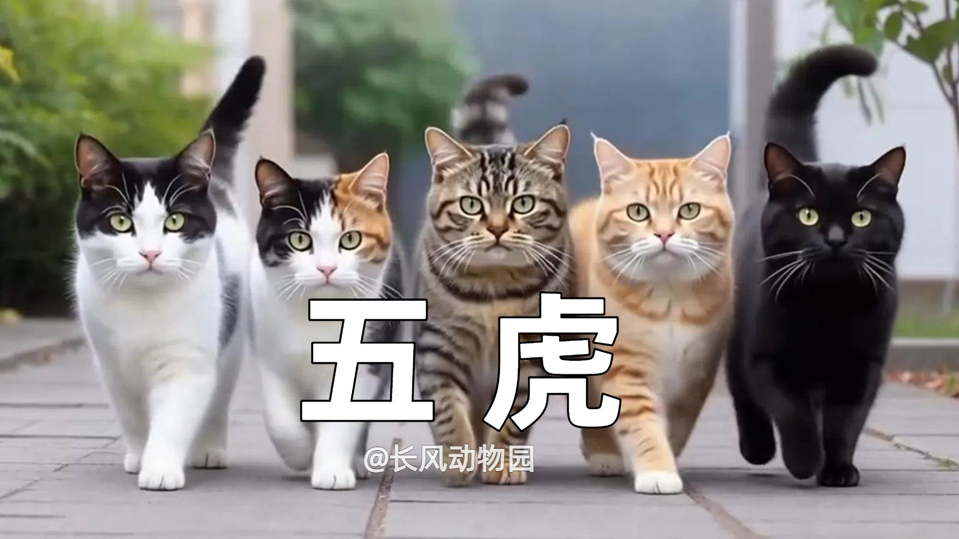 猫界特辑：中华田园猫五虎上将闪亮登场，个个是狠角儿