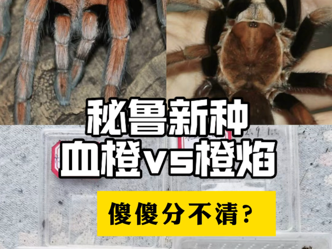终于分得清血橙和橙焰了！再看不懂就去看眼科