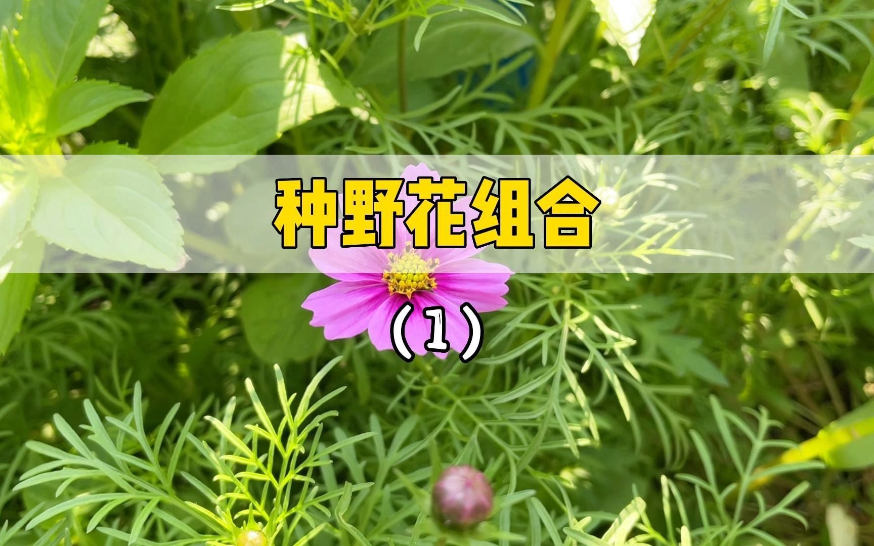 这次种的挺好，下次不种了