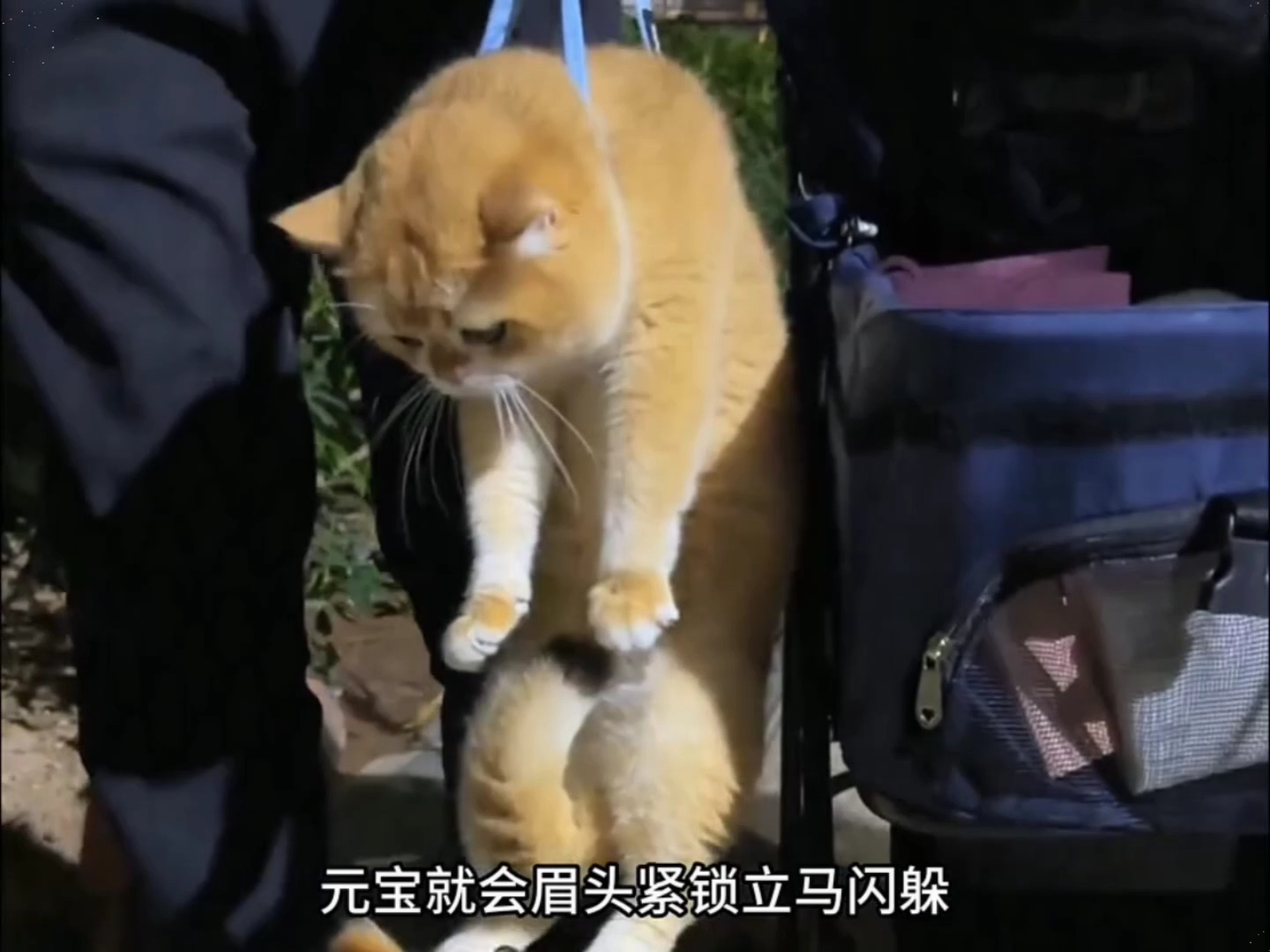 #萌宠解说