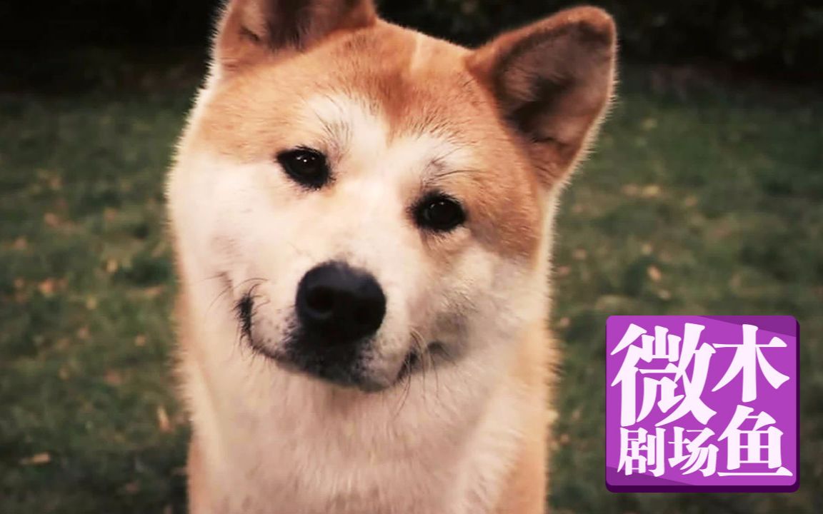 【木鱼微剧场】《忠犬八公的故事》