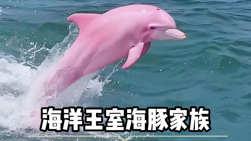 海豚是海洋里的真正霸主！