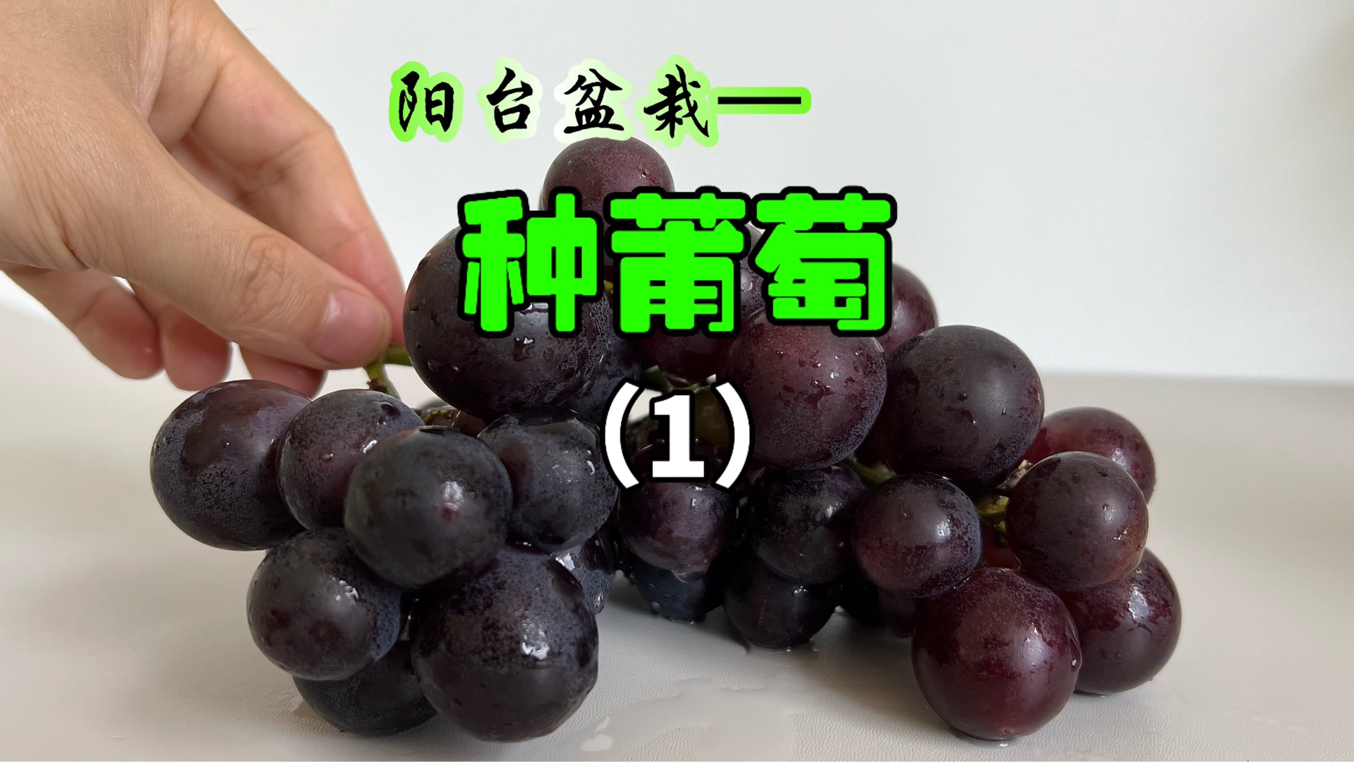 一年前我扣出葡萄籽种葡萄，没想到真的种出来了葡萄树！