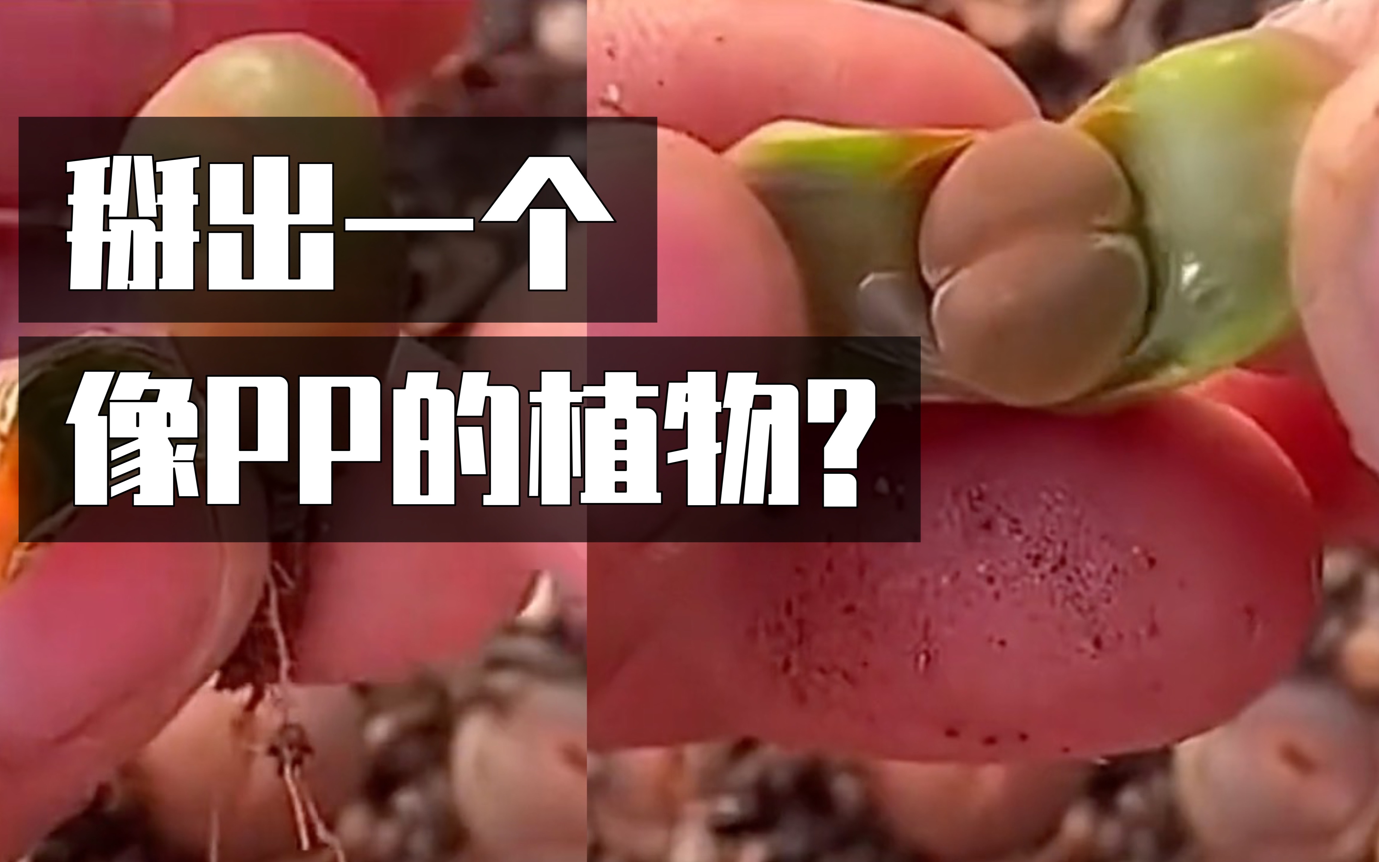 这个掰开长得像屁股的植物是什么？