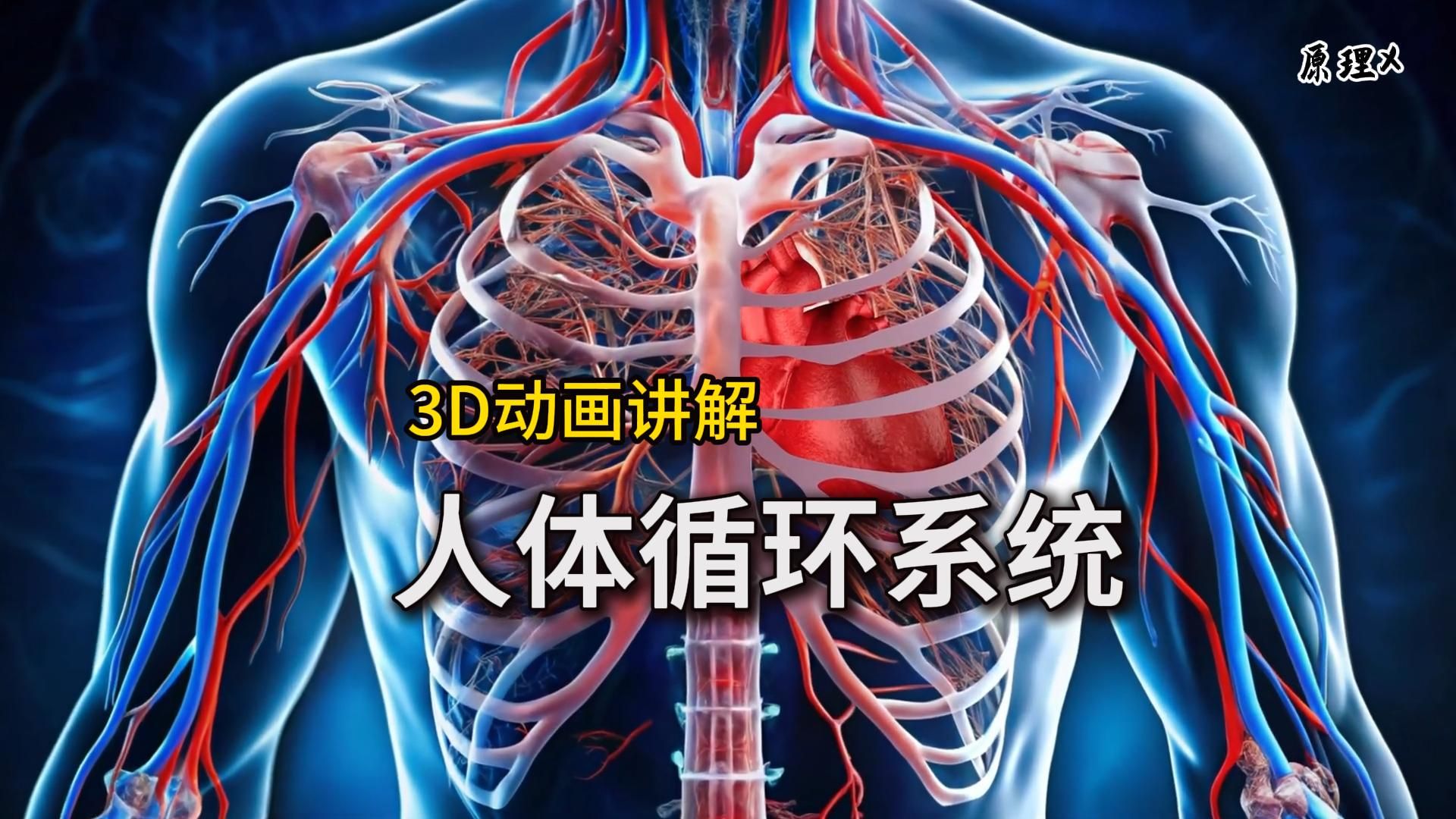 【人体循环系统工作原理】心脏、血液、血管你了解过你神奇的身体吗？