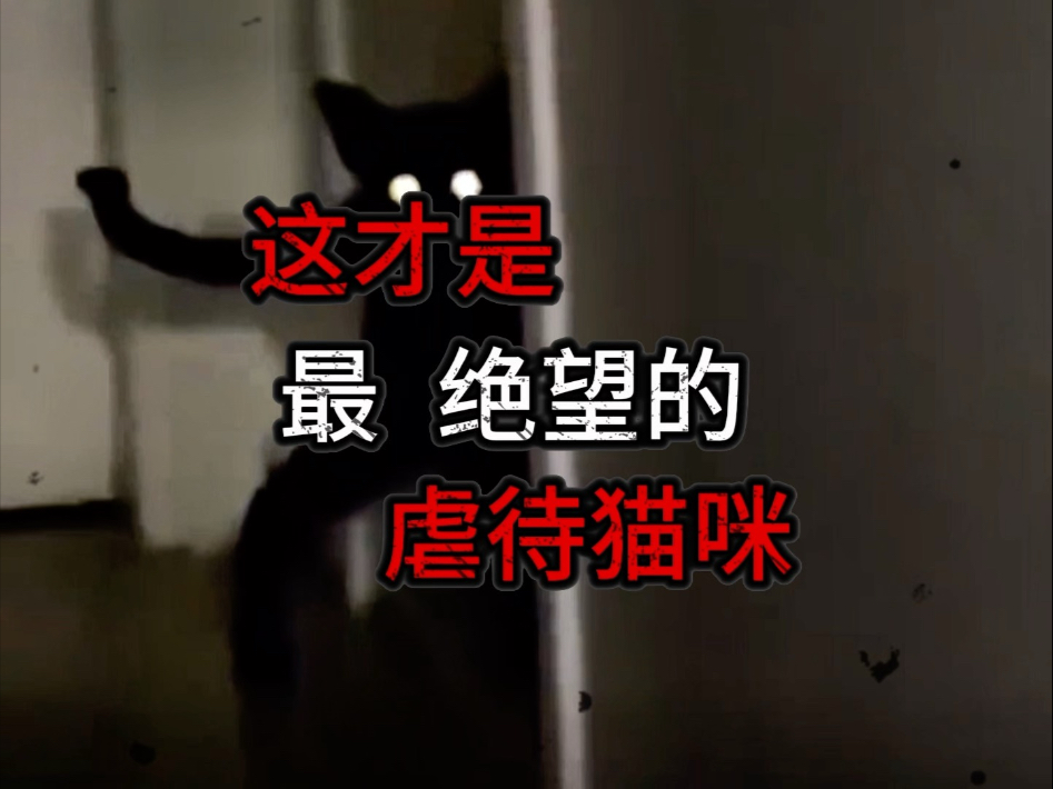可怜的小奶猫被疯女人虐待了，太绝望了！？