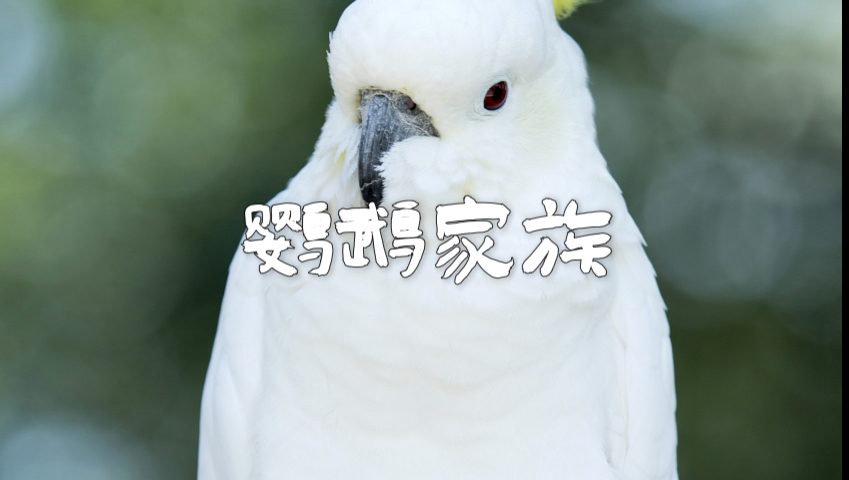 鹦鹉家族，看看我说的对不对