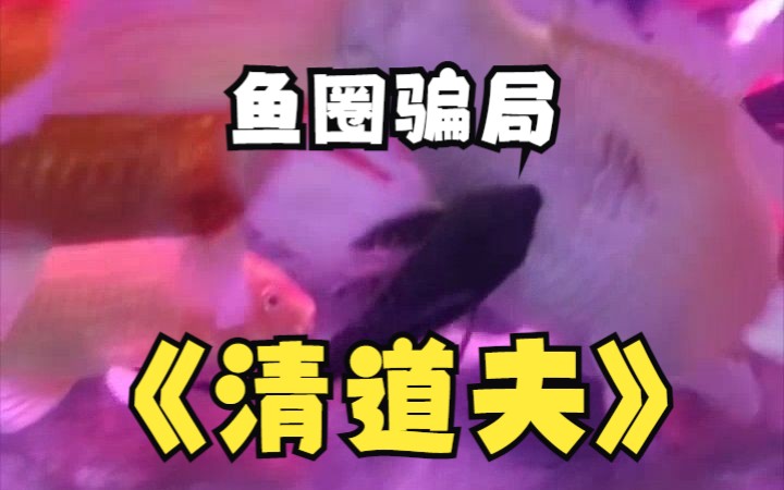 养鱼圈最大骗局---清道夫