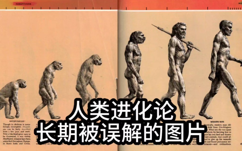 人类进化论长期被误解的图片，你被骗了吗？