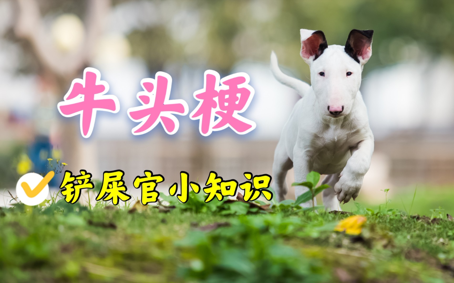 丑到极致便是美，你知道长相酷似孙红雷的牛头梗战斗力有多强吗