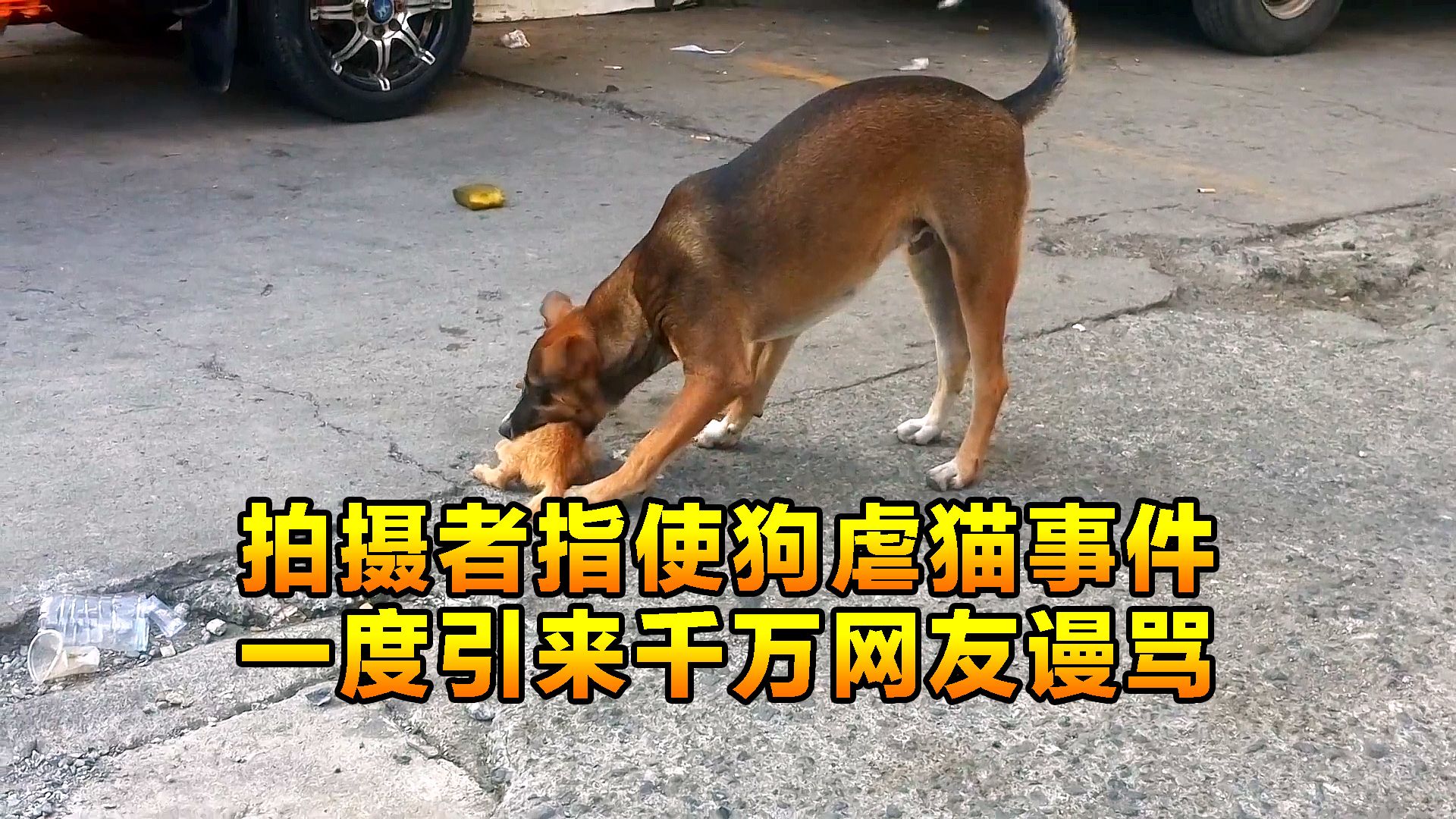 小奶猫被狗狗疯狂折磨，旁边的拍摄者却无动于衷，人性到底哪去了
