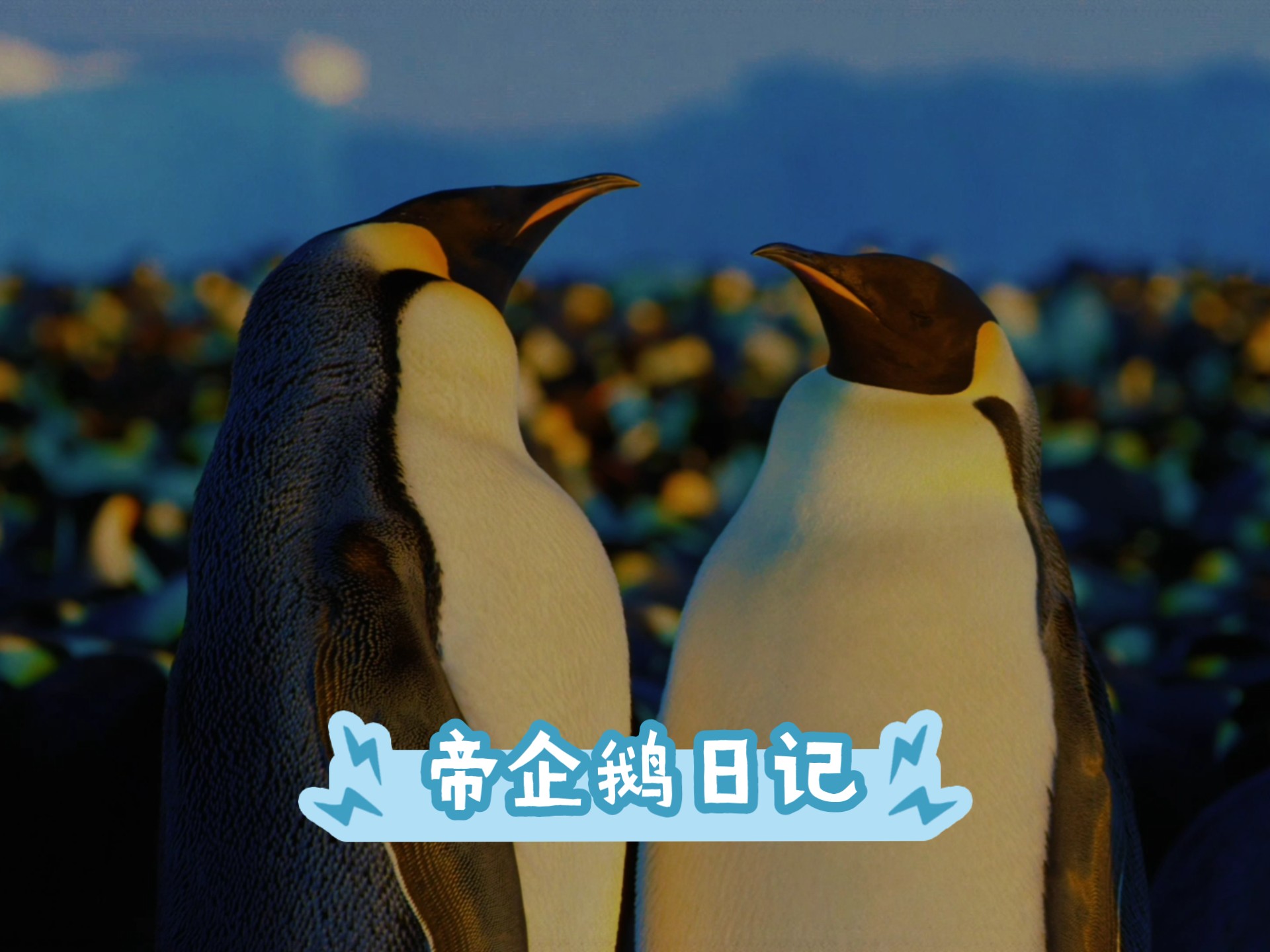 帝企鹅日记