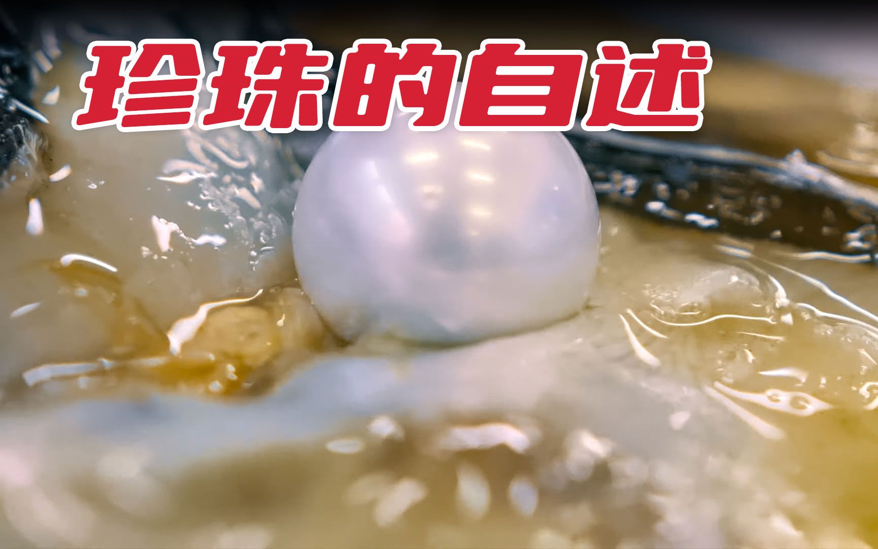珍珠是如何形成的？来自珍珠贝的自述，令人唏嘘的坎坷贝生