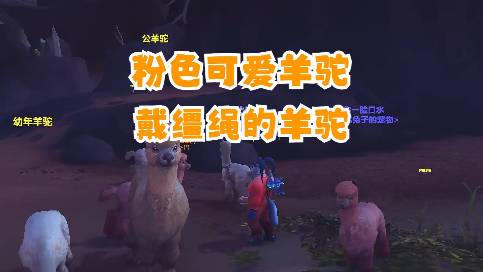 可爱的粉色羊驼~戴着缰绳的羊驼~猎人们可以牵回家咯~