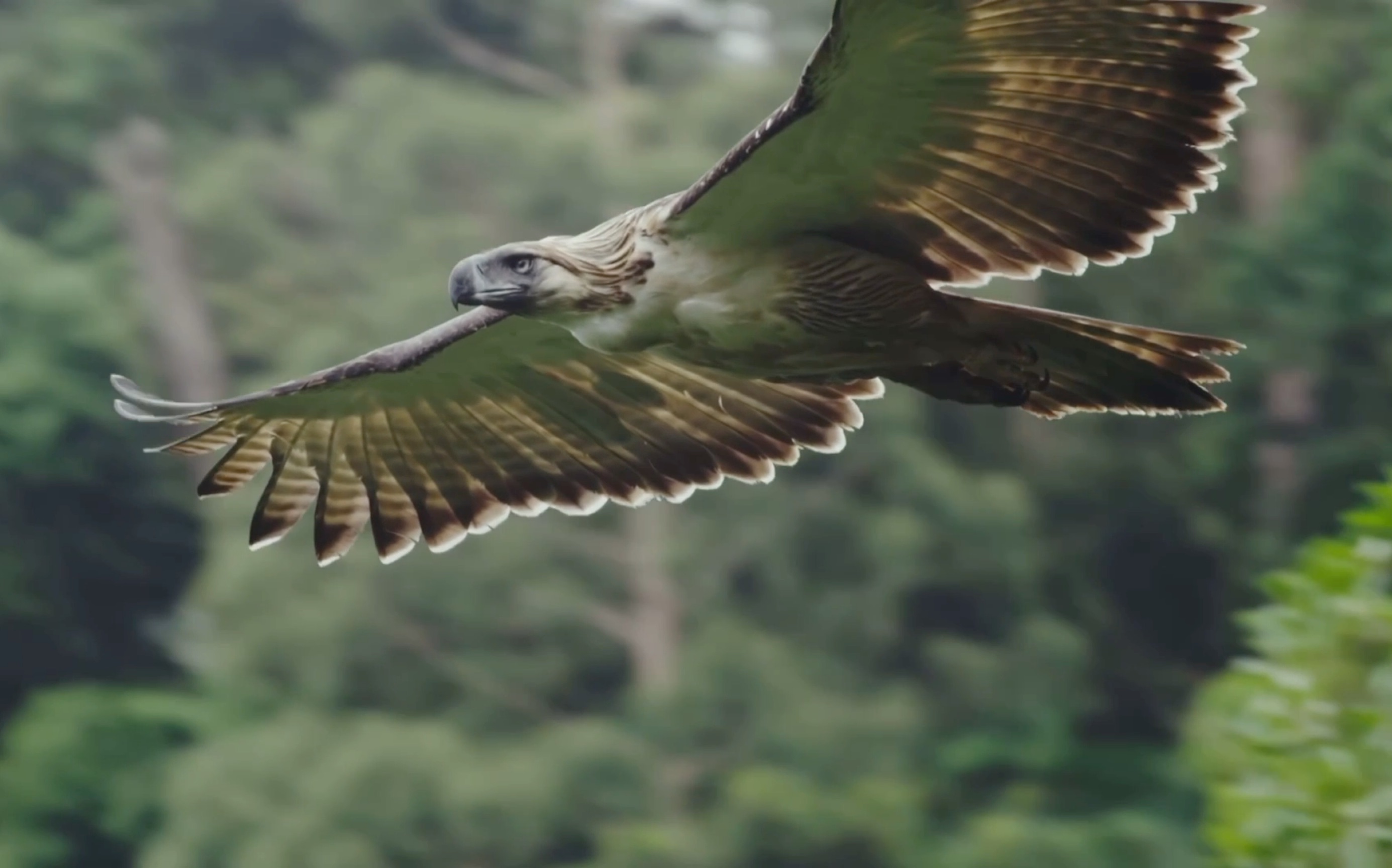 【菲律宾雕】现实中的“食猴鹰”—来自纪录片《Bird of Prey》的片段