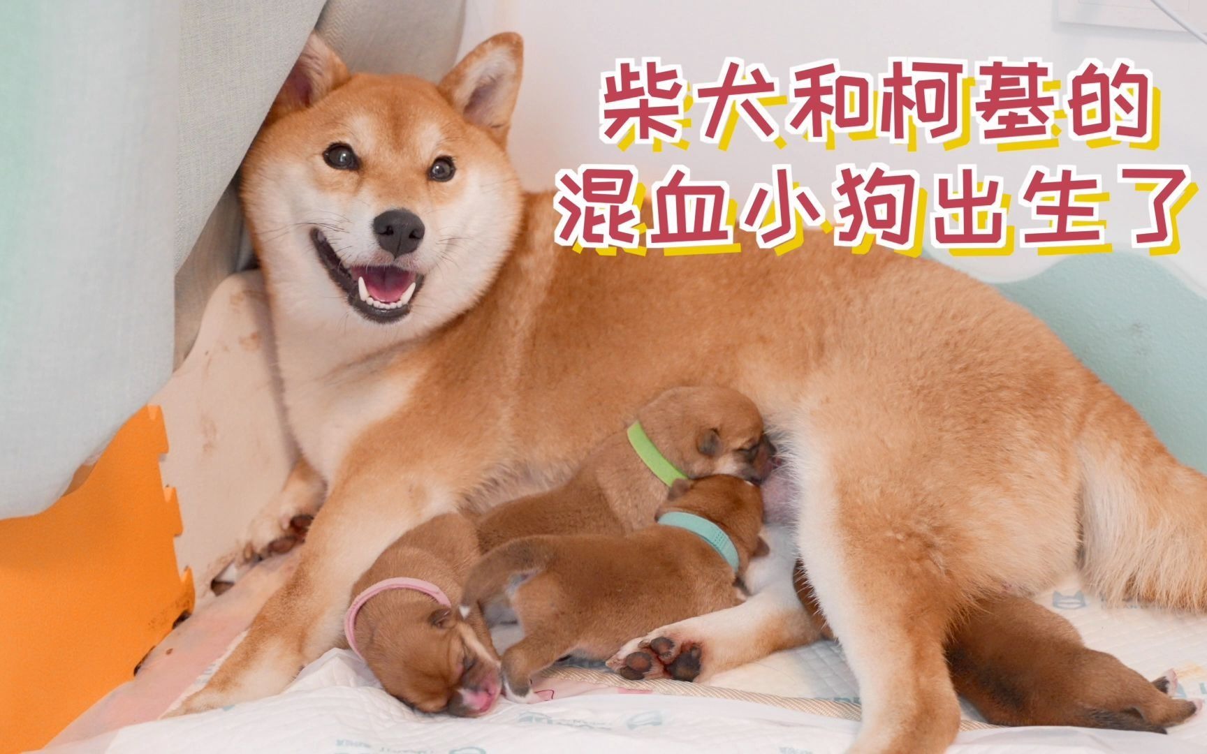 柴犬和柯基的混血小狗出生了，每一只小狗的出生都让我提心吊胆