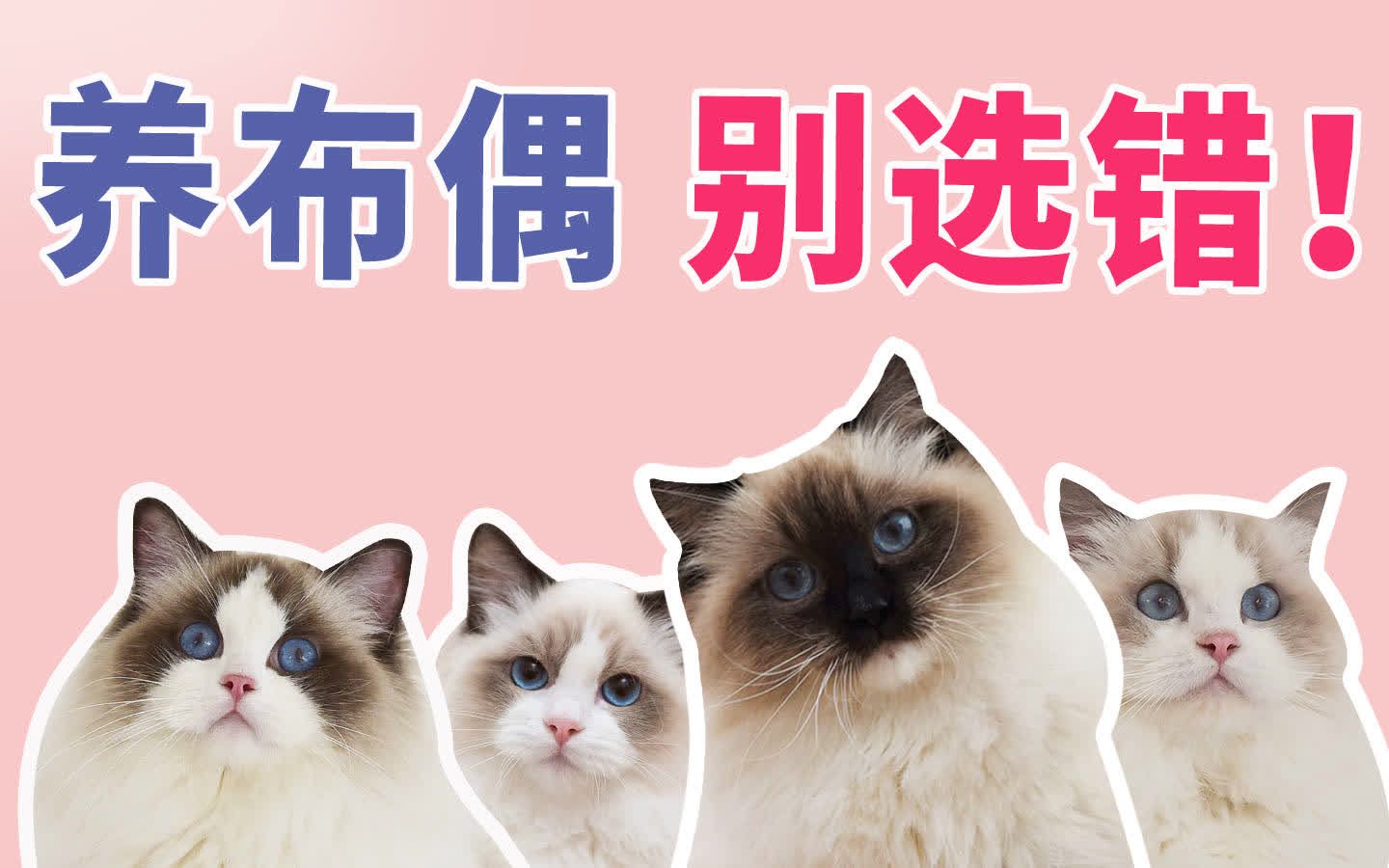 养布偶别选错！布偶猫颜值花色性格体质肠胃毛质区别