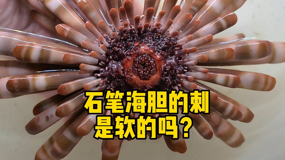 石笔海胆的刺是软的吗？