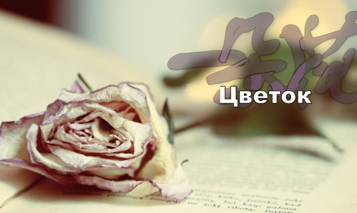 俄罗斯抒情诗: 普希金_《一朵小花》(Цветок)_俄汉对照