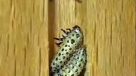 泥蜂给未出生的幼虫储备了大量虫子，并且还给产房之间做了隔断gd