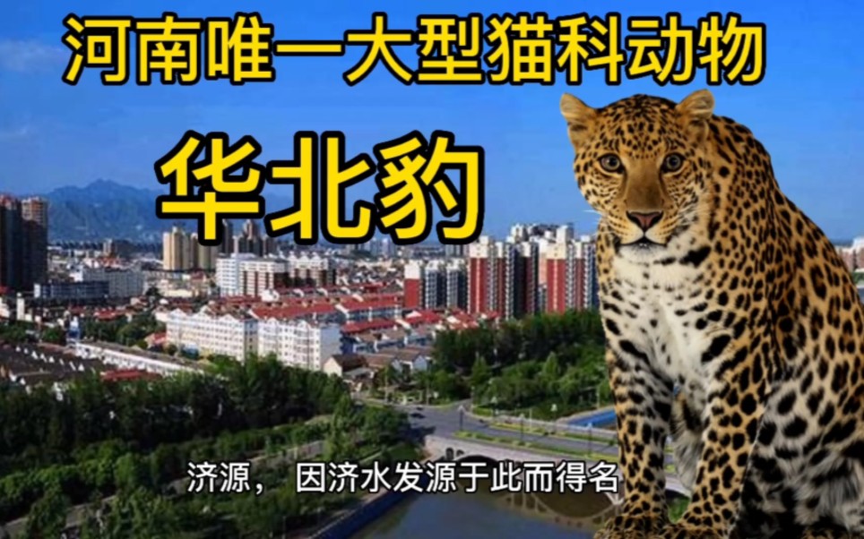 河南唯一大型猫科动物！