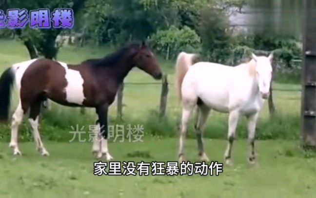 这对马夫妻特别和谐，两情相悦卿卿我我，简直是马中神仙眷侣