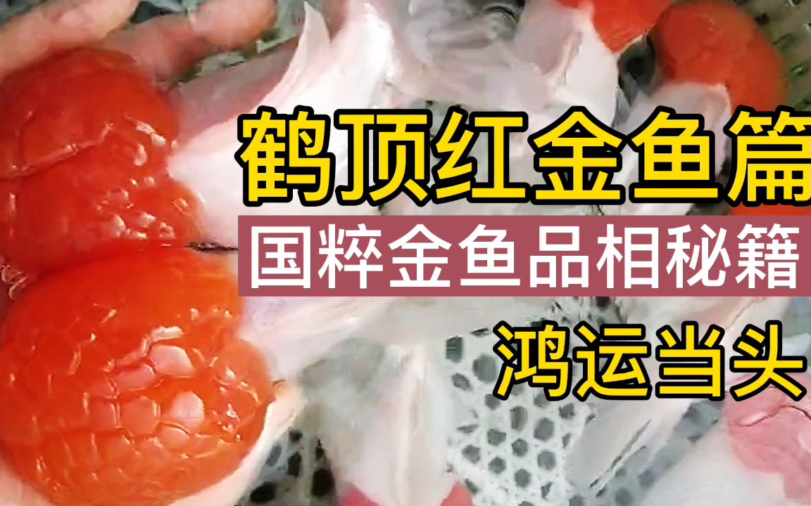 鹤顶红金鱼寓意是鸿运当头，养那么多国外的鱼，不如养中国传统金鱼，国粹金鱼品相秘籍你都了解多少？