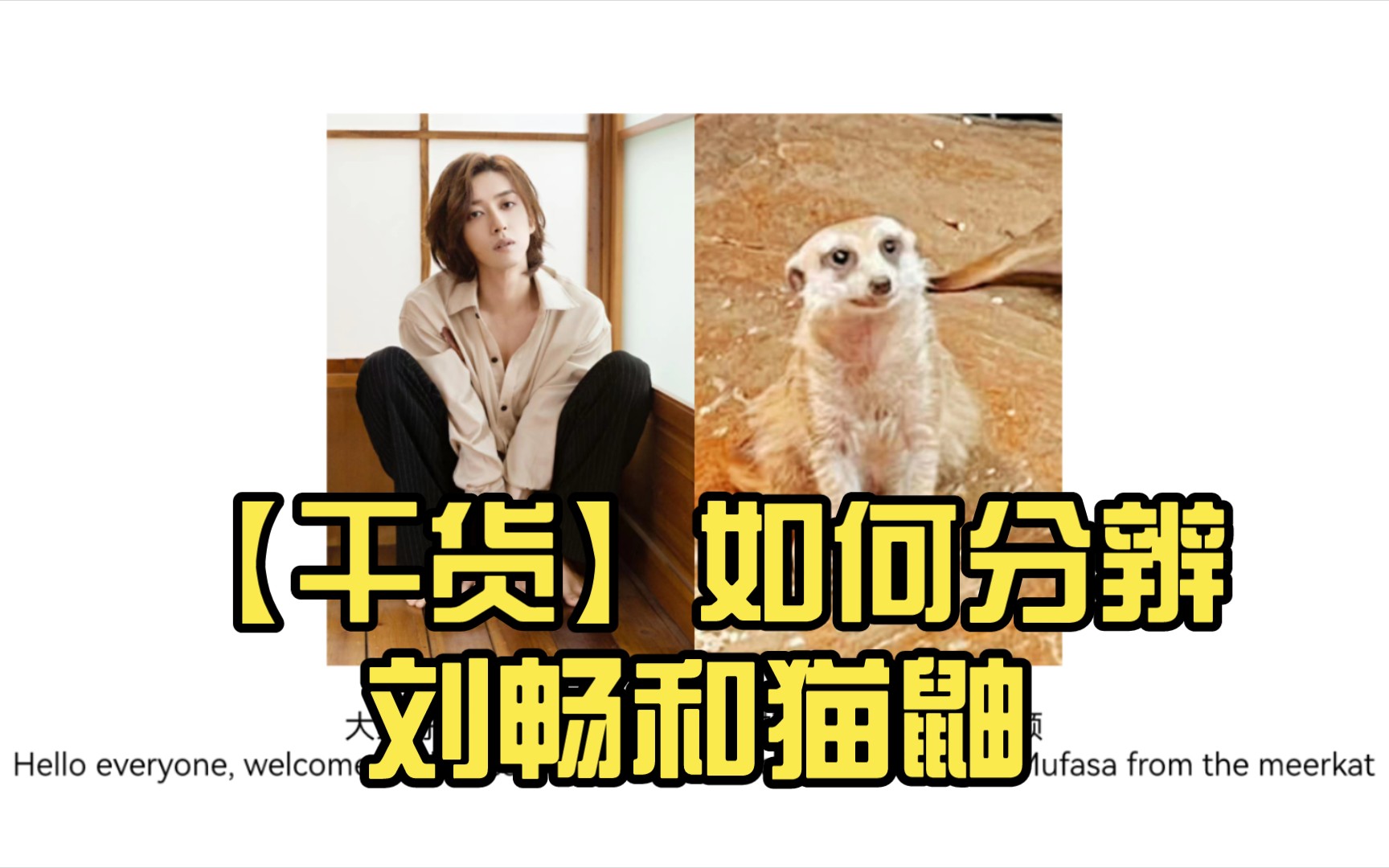 【干货】如何分辨刘畅和猫鼬