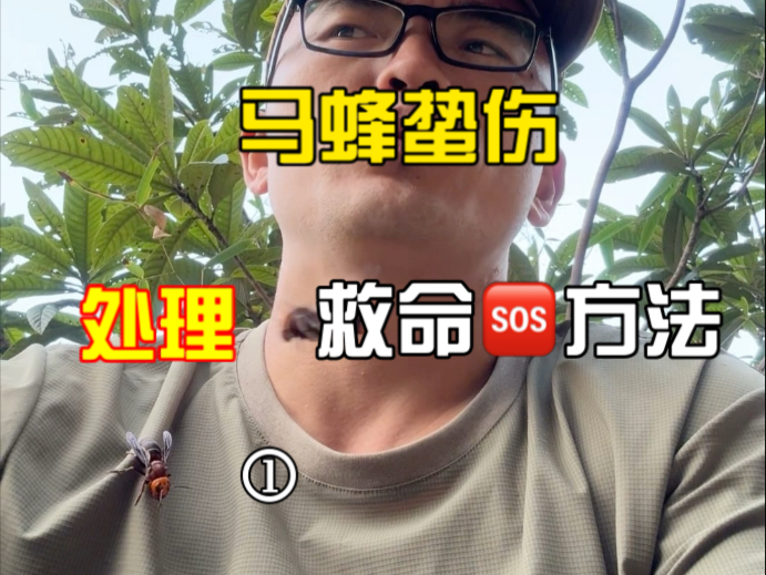户外死神马蜂，专业抓蜂人含泪揭秘保命法则，最不希望你们用上的一期视频，都是血的教训