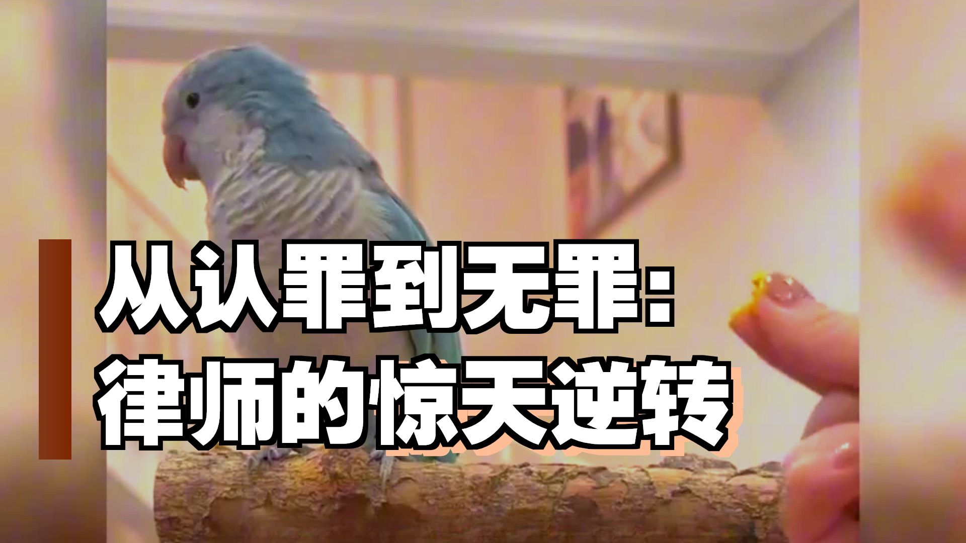 《鹦鹉案》鹦鹉案女律师灵魂质问，知名何律师无罪辩护法庭上的精彩辩护公开审理