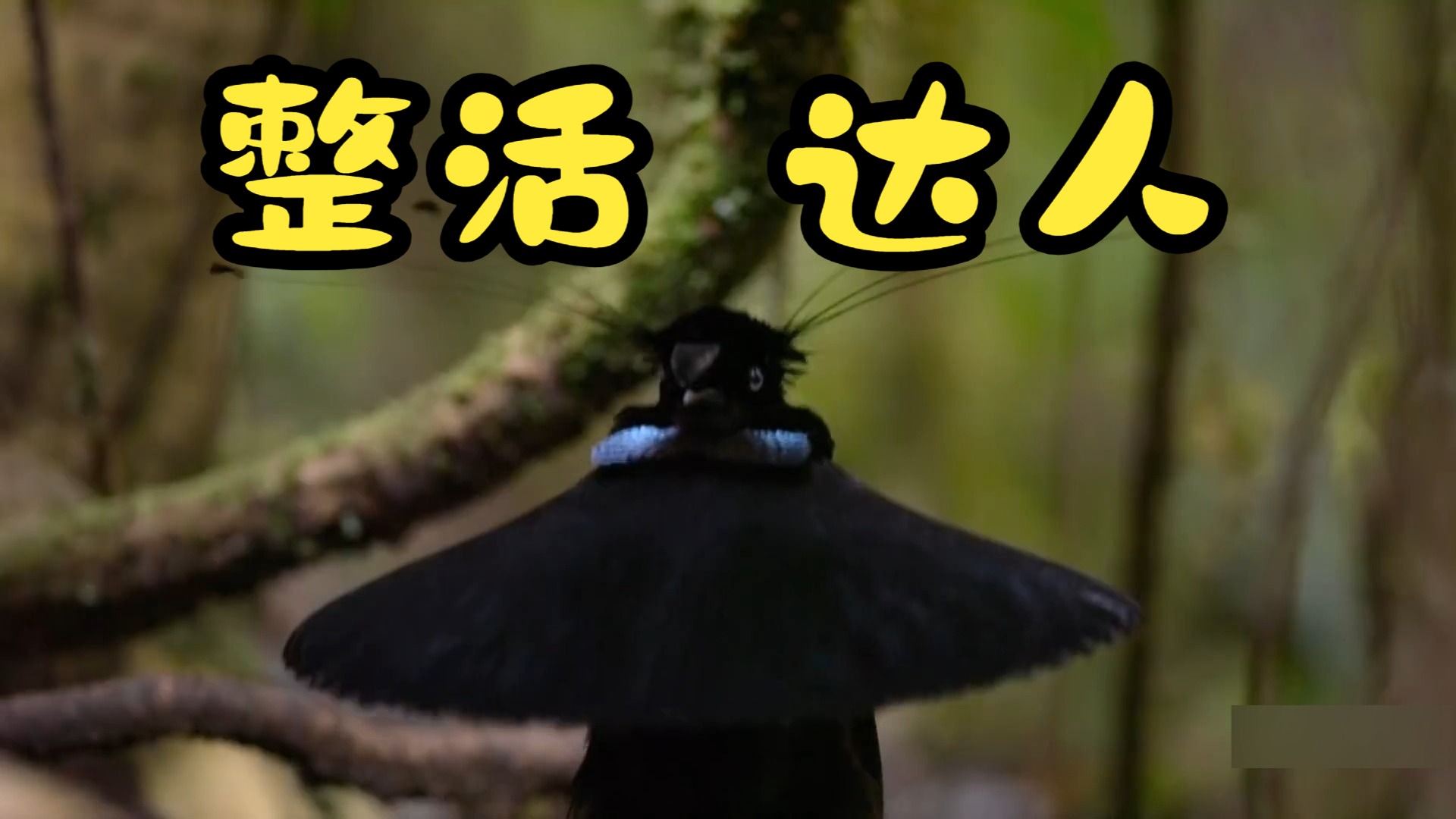 绝活哥天堂鸟求偶