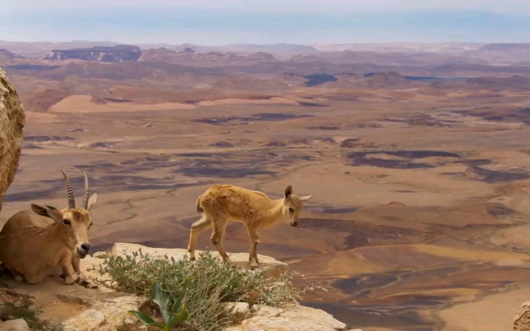 Planet Earth II–2 山脉