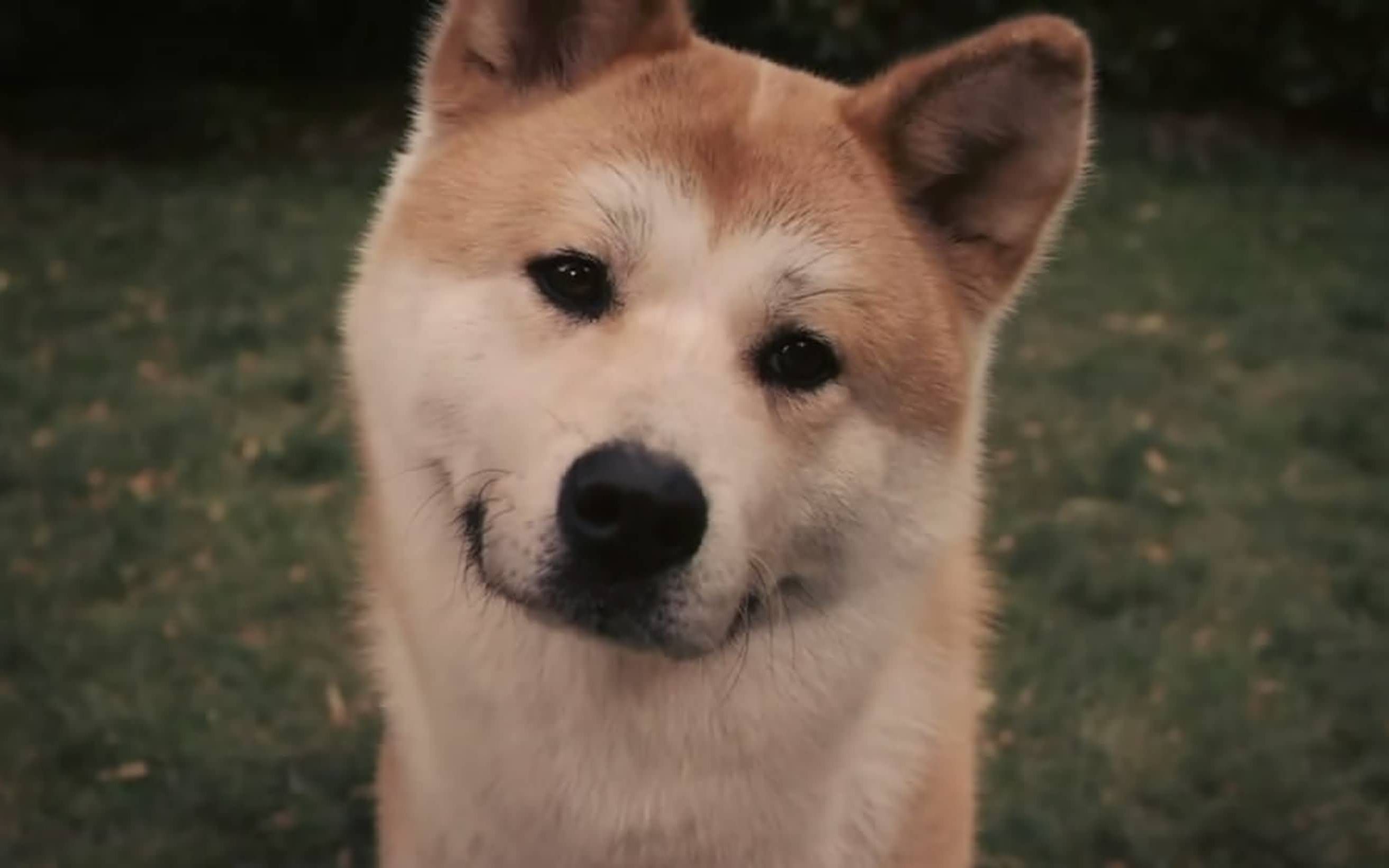 忠犬八公的故事 Hachi A Dog's Tale (2009) 预告片