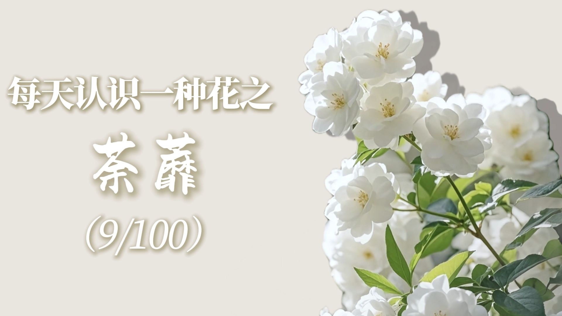 “荼蘼的花语是末路之美。”