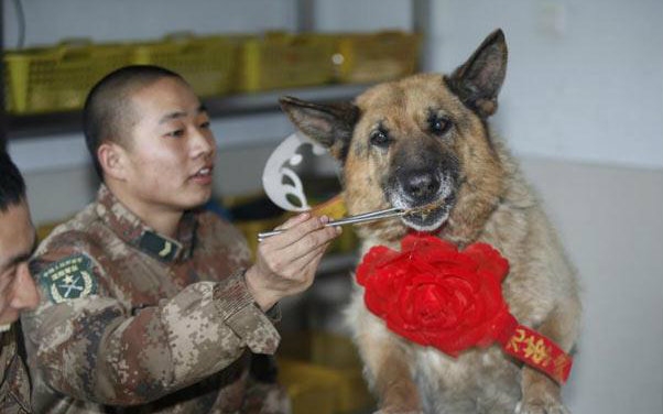 【纪录片】军事纪实之军中犬霸王
