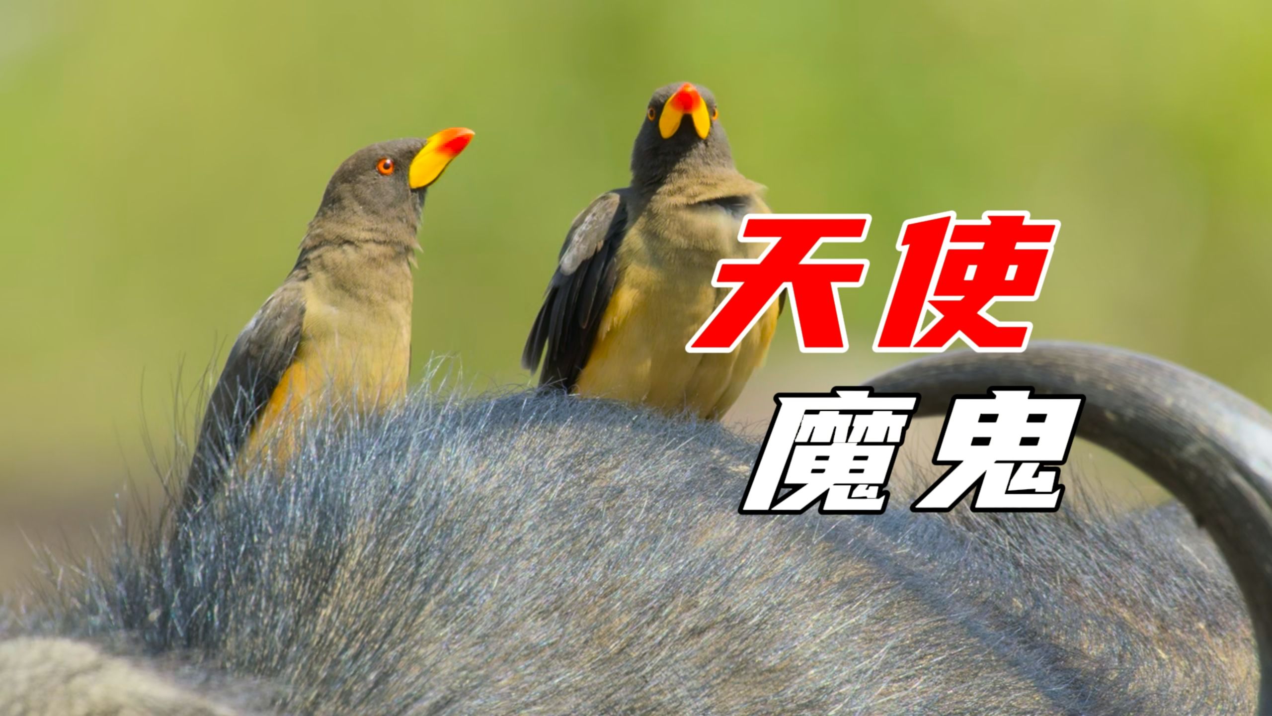 看似是为动物清理寄生虫，实则偷偷吸食血肉的小鸟