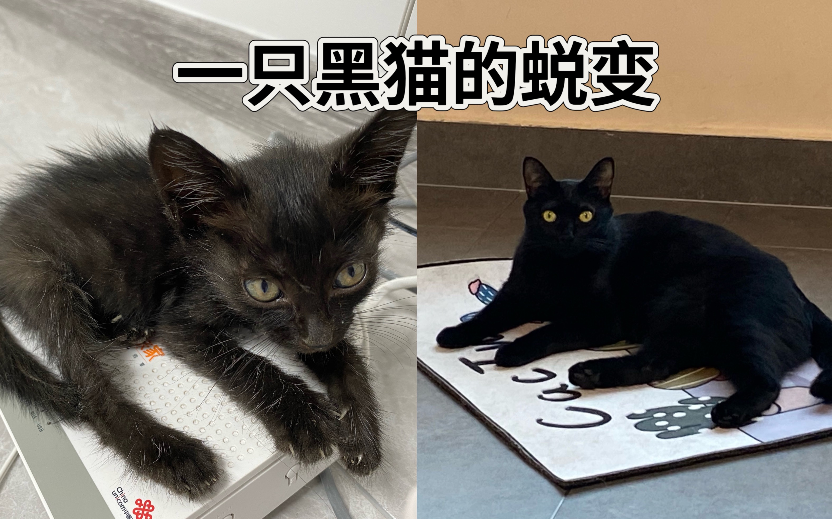祝我的小黑猫一岁生日快乐！谢谢你来到我的生命里 往后余生继续相伴