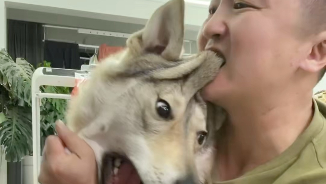 捷克狼犬 完整版