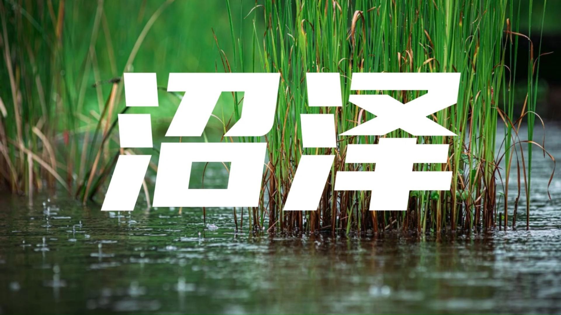 【秒懂地质】沼泽
