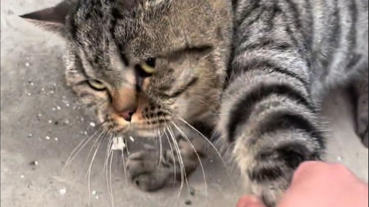 《遇到猫咪非要跟我回家》
