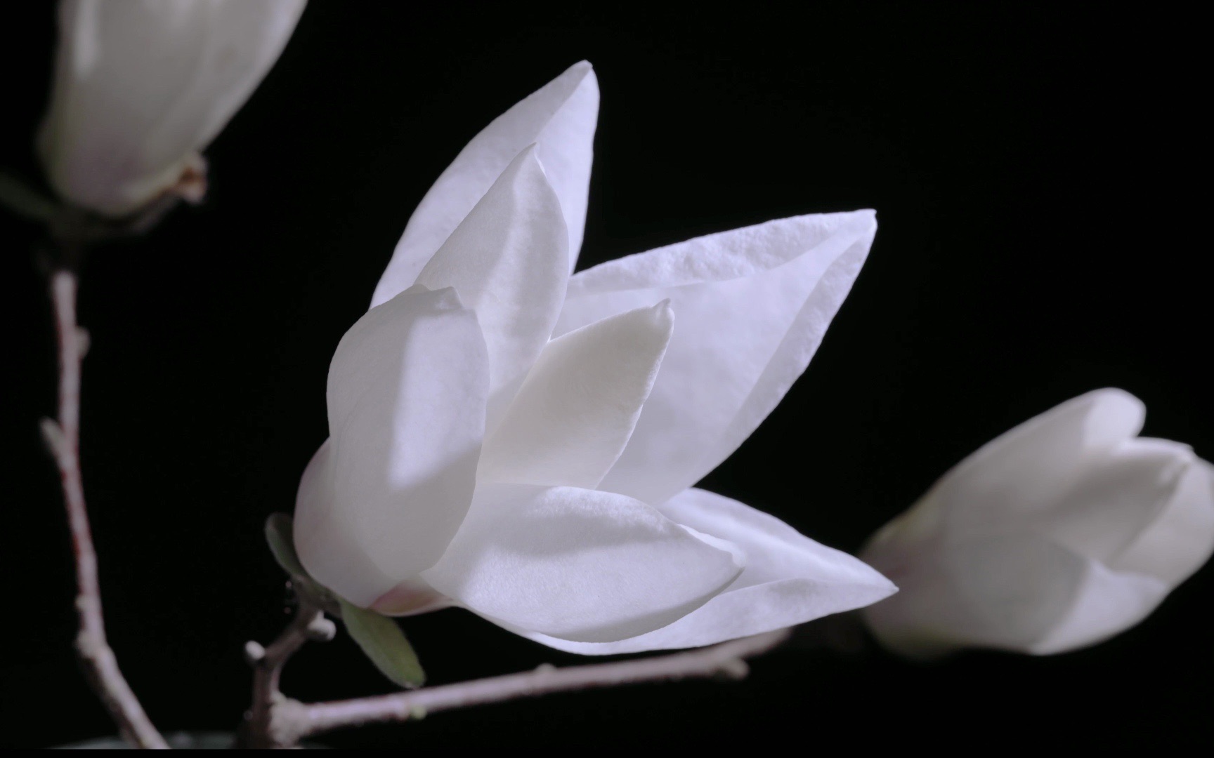 玉兰花(延时摄影4K)