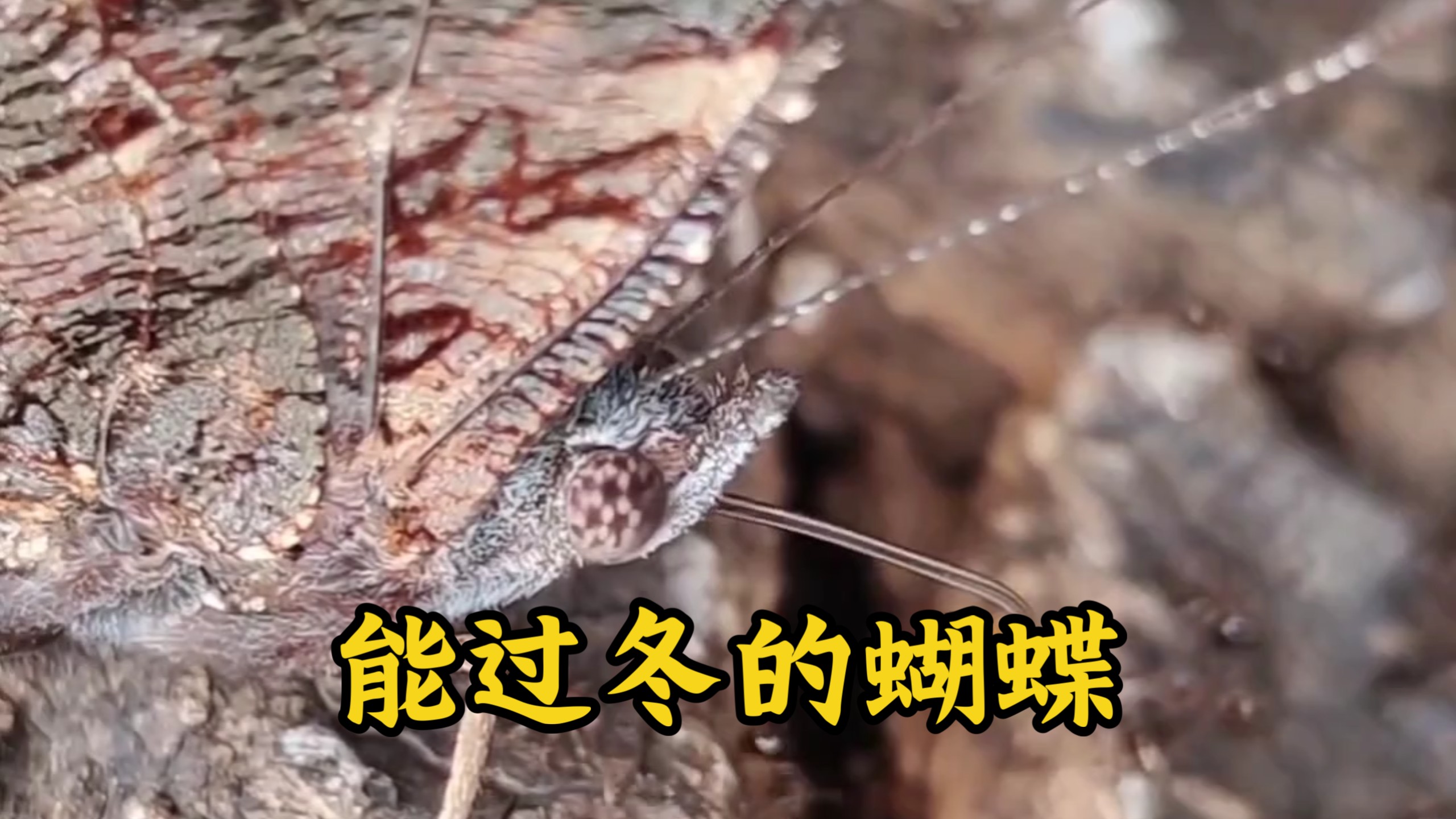 能冬眠过冬的蝴蝶，不爱花蜜却爱树汁