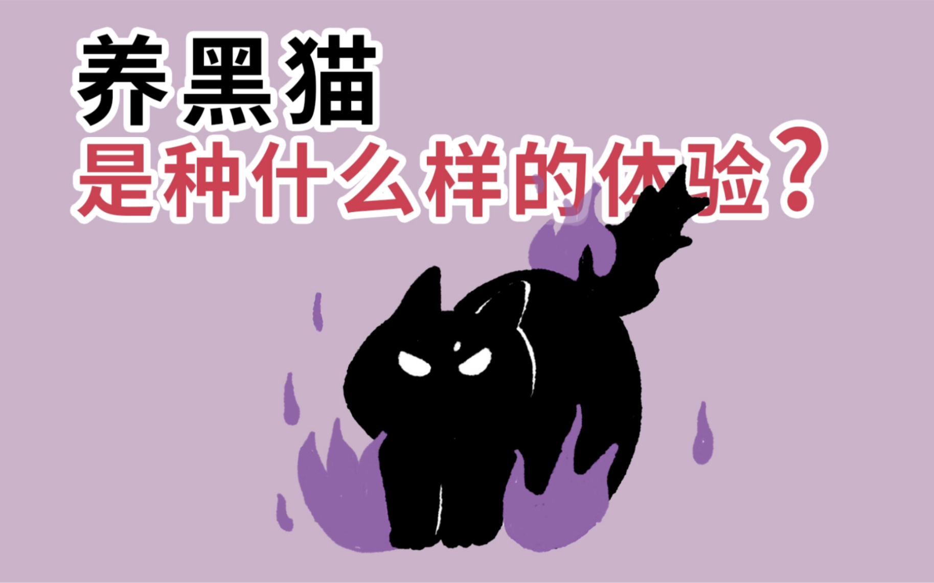 千万不要养黑猫呀！否则会发生这样的事……