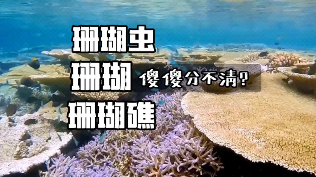 珊瑚，珊瑚虫？珊瑚礁？他们是同一种生物吗？