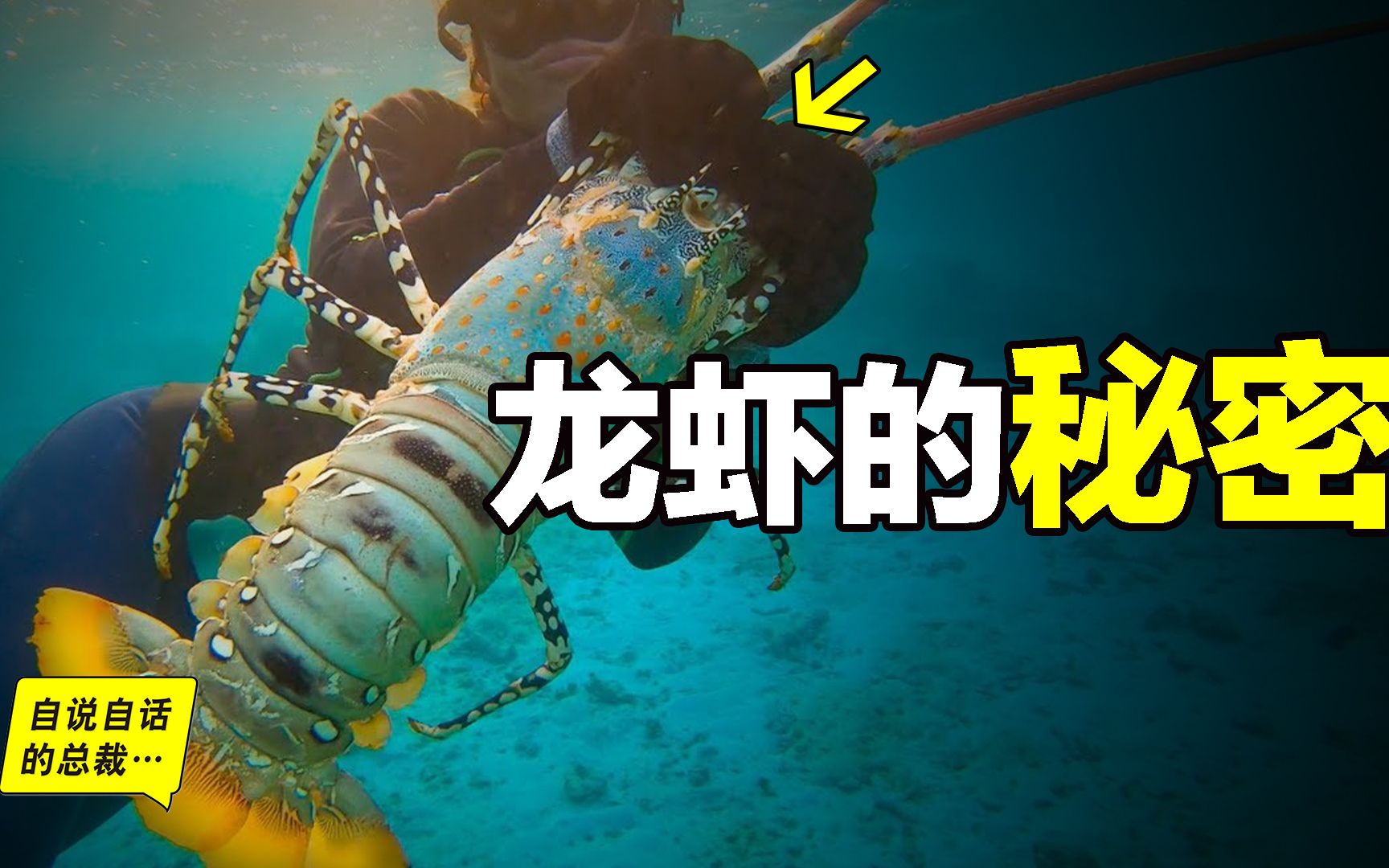 龙虾：从小龙虾到大花龙，我们吃的到底是什么生物？小龙虾能不能安心食用？龙虾如何会成为全球美食符号？ |自说自话的总裁