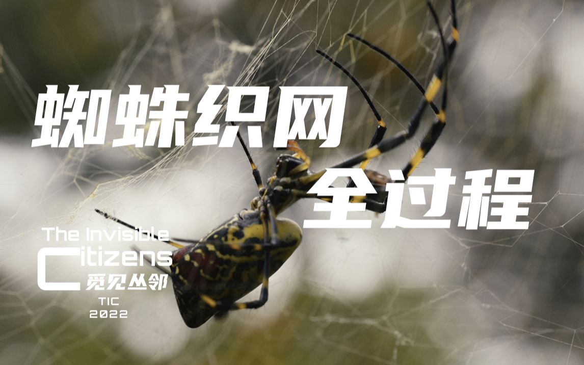 蜘蛛是如何把网织在两棵树之间的？