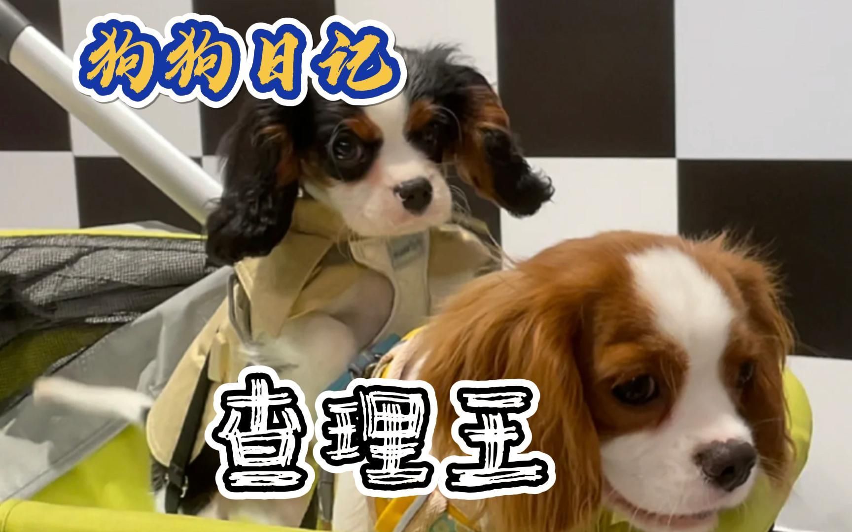 查理王——一个诞生于皇室的狗子！